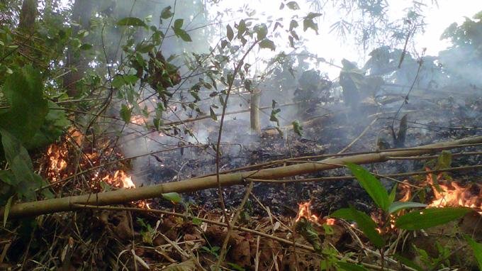 Kebakaran Di Kaltim Hanguskan 35 Hektar Hutan   