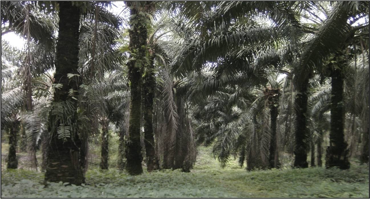 Kelapa Sawit Adalah Tanaman Hutan