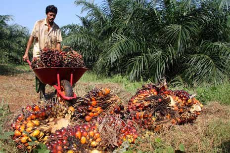 Kelapa Sawit Jadi Mata Pencaharian Warga Pulau Laut Barat  