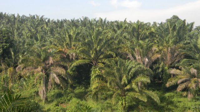 Kementan & BP REDD+ Kolaborasi Wujudkan Pertanian Berkelanjutan