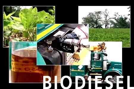 Kepastian Harga dan Kebijakan, Dorong Tumbunya Industri Biodiesel