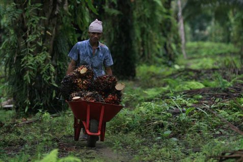 Koperasi Tandan Bertuah Jadi Praktik Sawit Swadaya   
