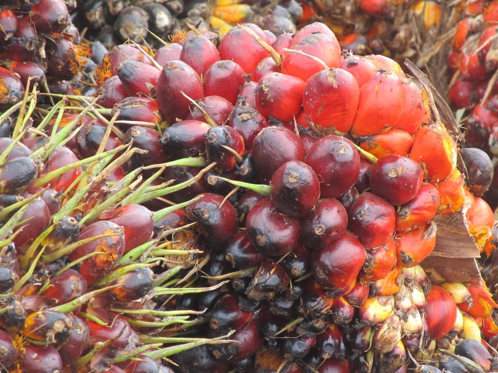 Lagi, Harga TBS Riau Naik Menjadi Rp1.648,7/kg   