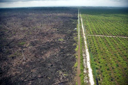 Lahan Gambut Tidak Hanya Dijadikan Kebun Sawit 