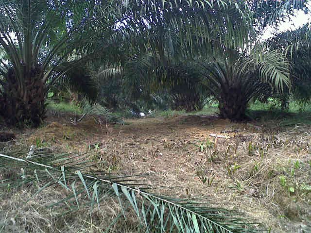 Lahan Untuk Pengembangan Kota Ditanami Sawit