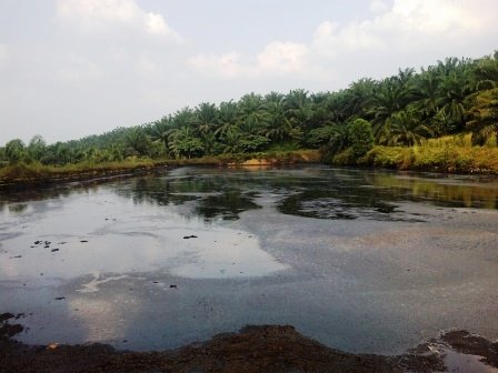 Limbah Sawit Di Riau Belum Dimanfaatkan Secara Maksimal  