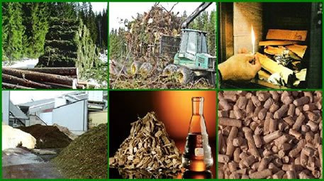 Listrik Dari Biomasa Dapat Insentif!