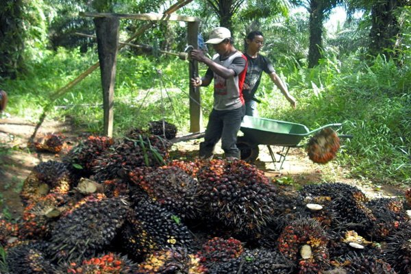 Pencurian Buah Sawit Merajalela, Petani Was-Was
