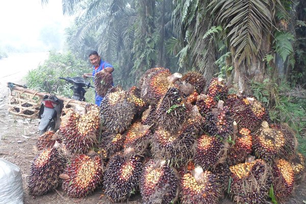 Periode 22-28 Oktober, Harga TBS Riau Turun Rp 19,75 /Kg