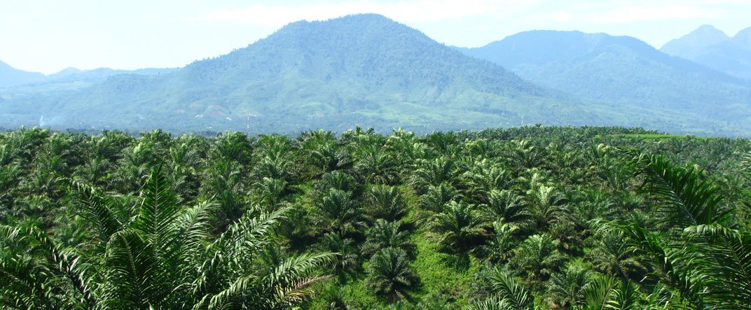 Perkebunan Sawit Sumut Terbesar Kedua 