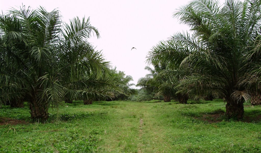 Pertanian Berkelanjutan itu Tidak Mudah!