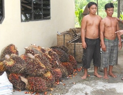 Petani Resah Maraknya Pencurian Buah Sawit 