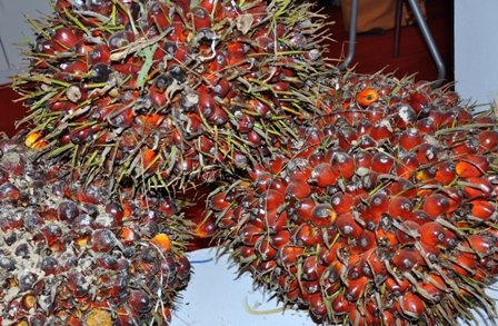 Petani Sawit Tanyakan Perusahaan Rendahnya Harga TBS 