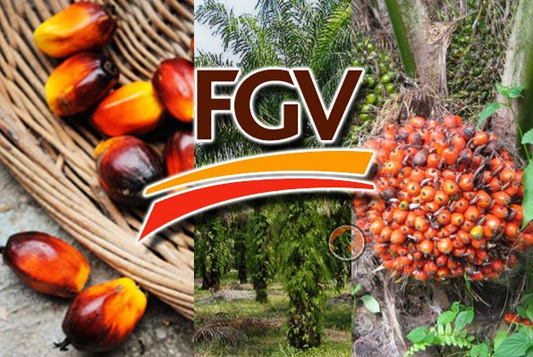 Produsen Sawit FGV Masuki India  