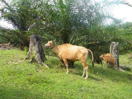 Program Integrasi Sawit-Sapi, Untung Apa Buntung? 