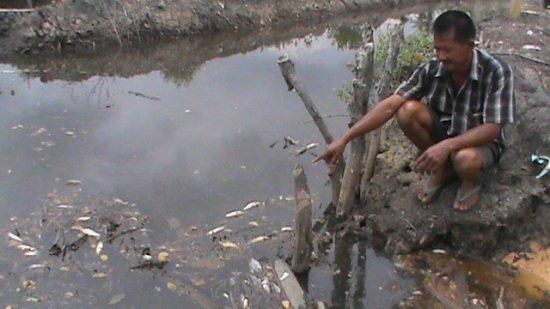 Ribuan Ikan Mati, Pabrik Sawit Jadi Tertuduh