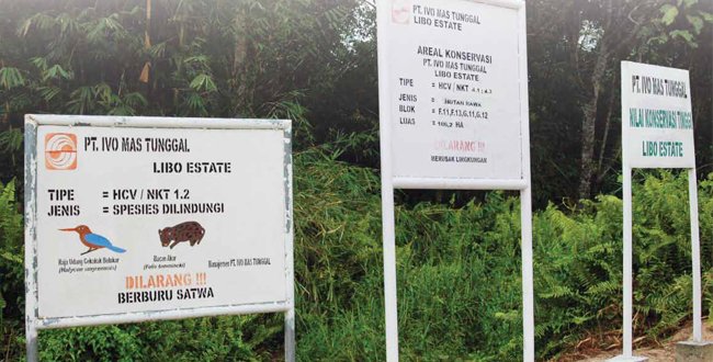 Sawit Dipaksa Berkelanjutan?