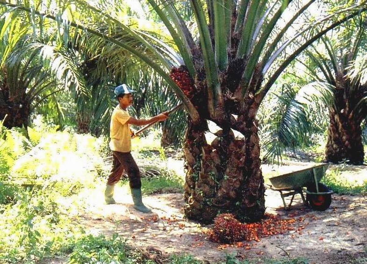 Sawit Solusi Kemiskinan          