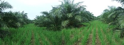 Sejumlah Petani Tanam Padi Di Sela-sela Sawit 