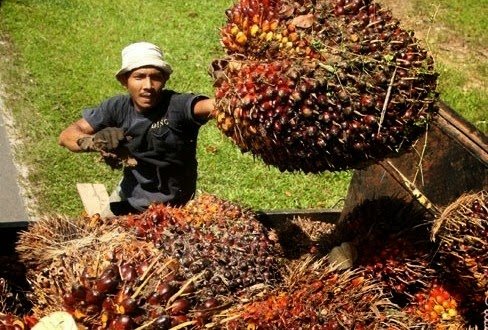 Selain Perusahaan, Petani Juga Harus Miliki ISPO  