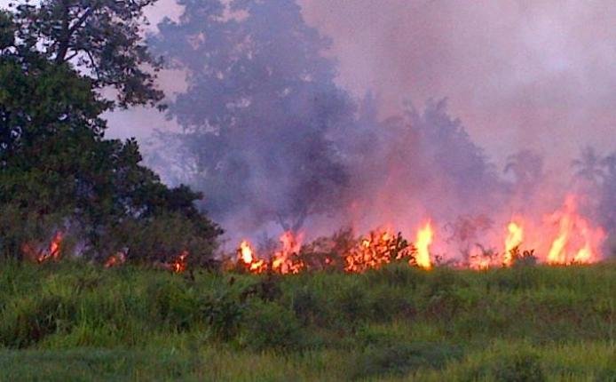 Si Jago Merah Hanguskan Kebun Sawit Di Muara Enim