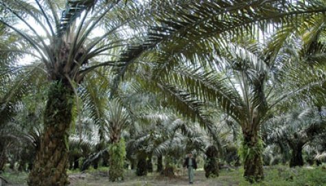 SILFA Desak Gubernur Aceh Cabut Izin PT MPT 