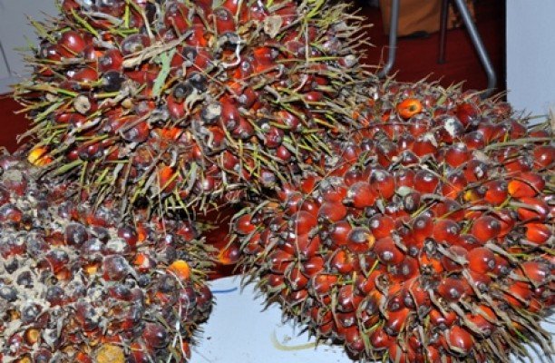 Sulitnya Kondisi Geografis, Harga TBS Jadi Jatuh 