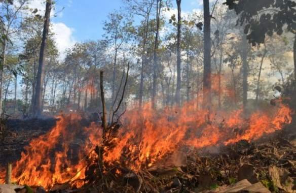 Tidak Ada Pembakaran Di Lahan Sawit 