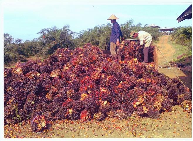 TSH Resouces Optimis Wakuba Tingkatkan Panen Sawit 