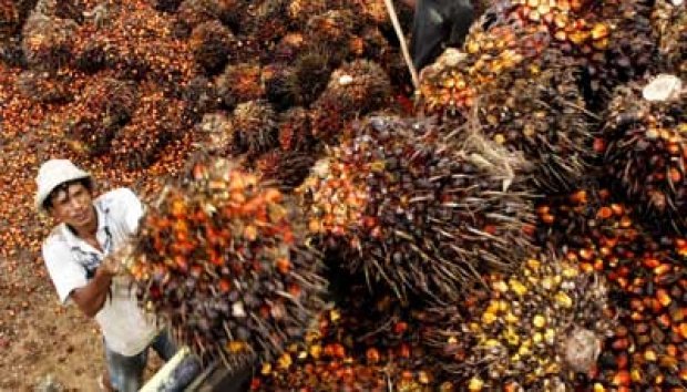 Tudingan Deforestasi, Malaysia Terus Produksi Minyak Sawit 