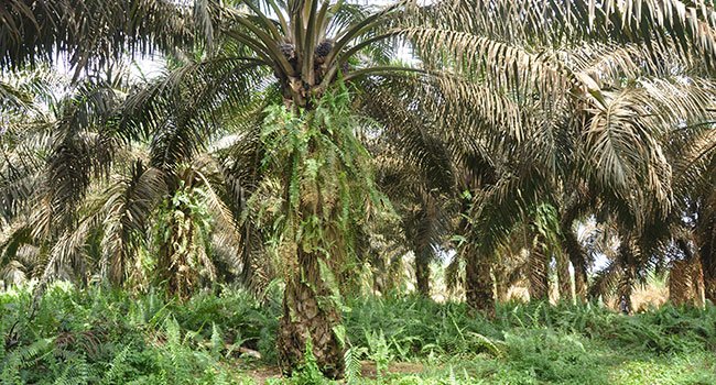 Cifor Minta Izin Perkebunan Sawit Dievaluasi