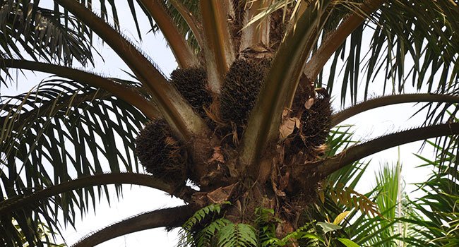 El Nino Diprediksi Kerek Harga Minyak Sawit Tahun 2016 