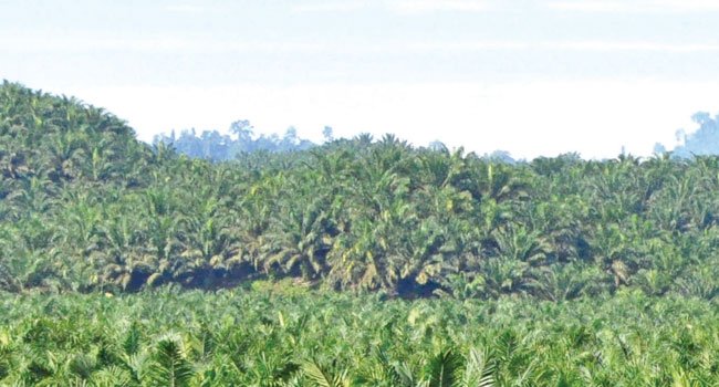 Ganyang Pembakar Hutan atau Lahan