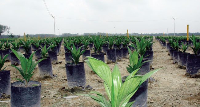 INFO CWE - Pemanfaatan Bahan Organik Sebagai Media Tanam