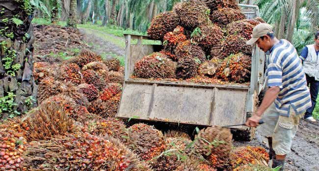 Lambatnya Perdangan CPO Pengaruhi Harga TBS