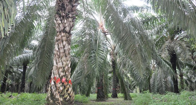 Pemerintah Dorong Mundur Komitmen Deforestasi