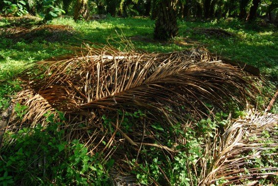 Petani  Diajarkan Buat Pakan Ternak Dari Pelepah Sawit 