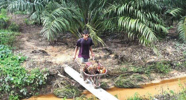 PP GAMBUT SIAP DICABUT