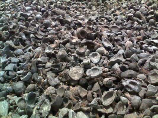 15 Pabrik Sawit Gunakan Cangkang Untuk Sumber Energi