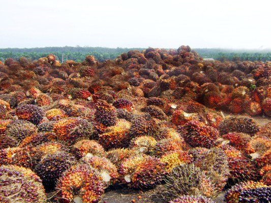 Harga TBS di Aceh Tingkat Petani Rp 1.350-1.700/Kg