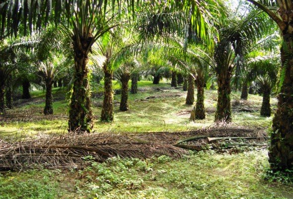 HGU PT NJL Dicabut, Karyawan Tuntut Kepastian Nasib