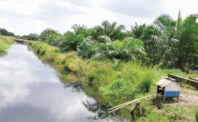 INFO AGRONOMI - PENGELOLAAN SAWIT BERKELANJUTAN DI LAHAN GAMBUT