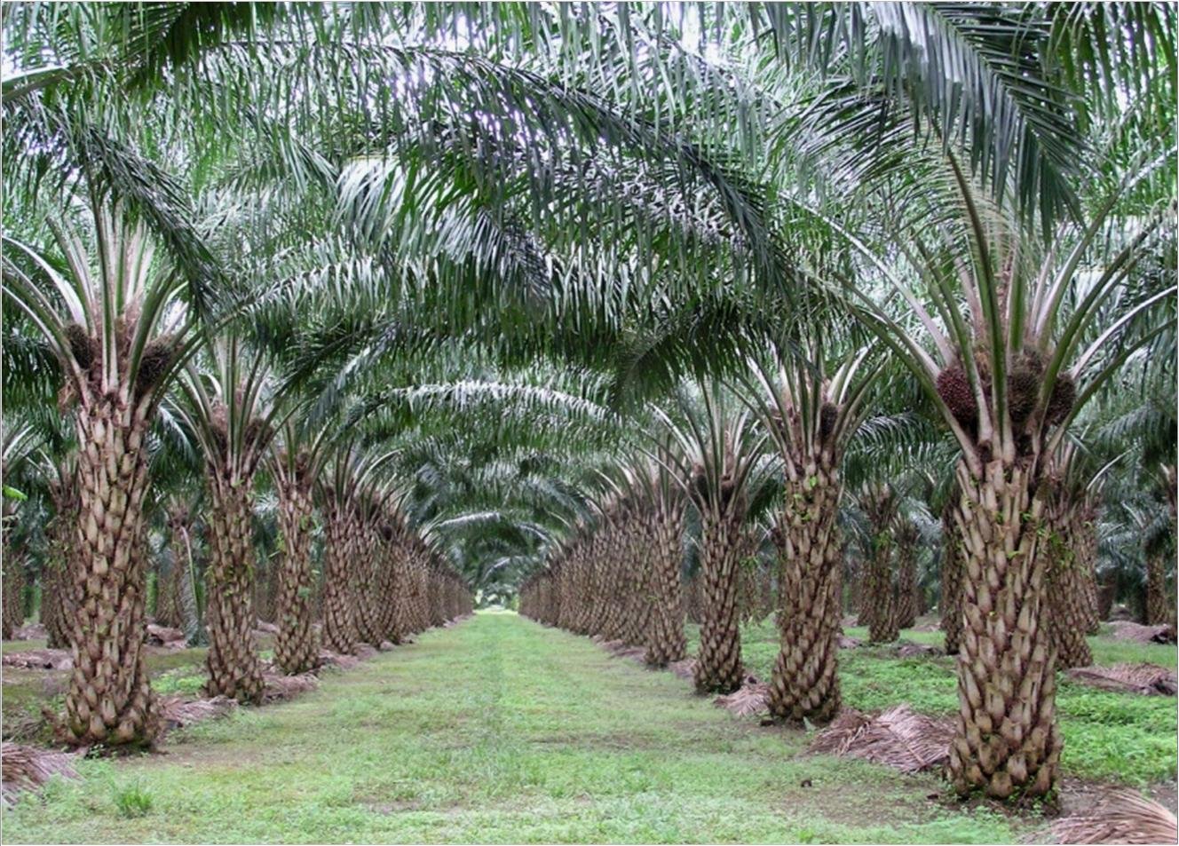 Menperin: Potensi Perekonomian Riau Tinggi