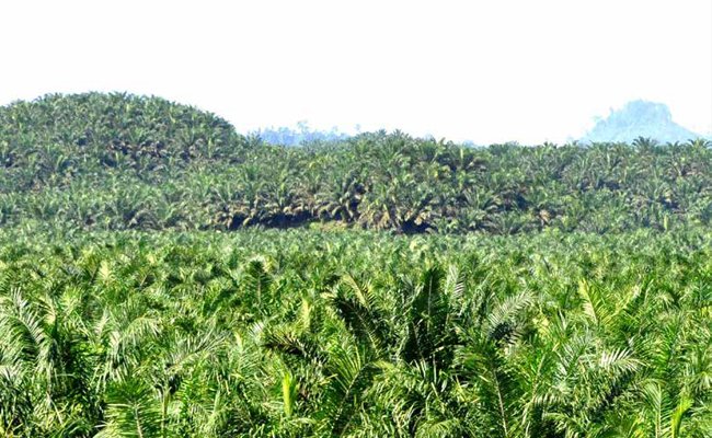 MORATORIUM SAWIT BIKIN KONFLIK BARU