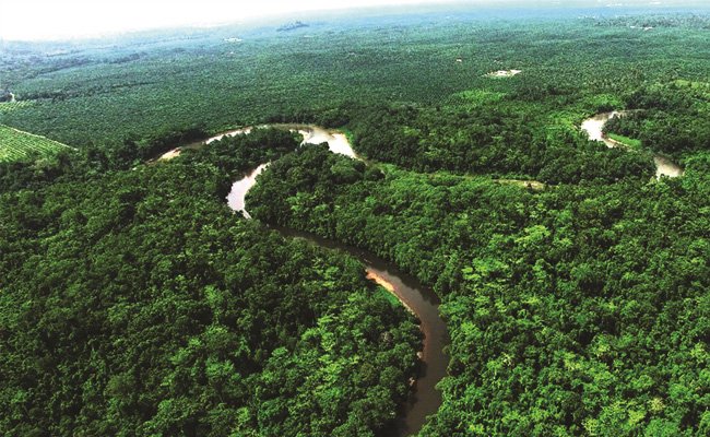 “Juq Kehje Swen” Pulau Untuk Orangutan
