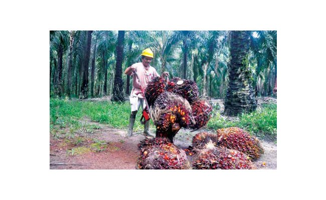 BISNIS SAWIT UNTUNG, MASYARAKAT JUGA SENANG