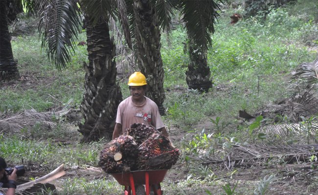 Civil Society Dorong Pola Kemitraan Alternatif di Luar Inti-Plasma