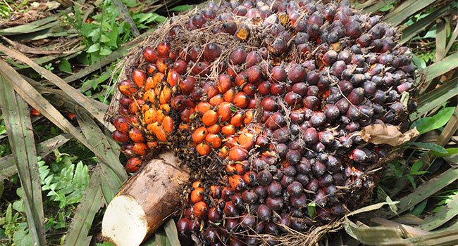 Harga TBS Sawit Riau Periode 11-17 Oktober Turun