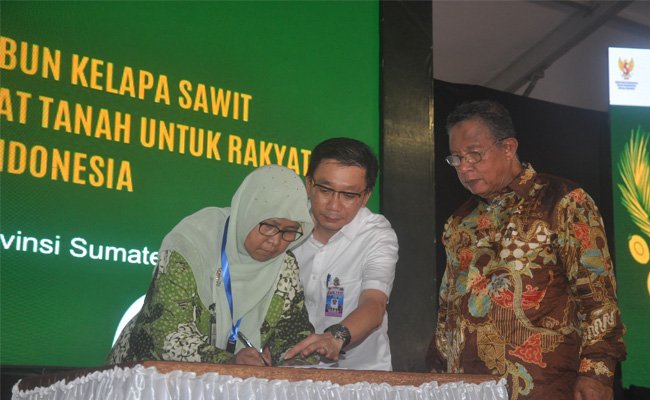 Peremajaan Kebun Sawit Petani Swadaya Sinar Mas Lewat Kemitraan Terintegrasi