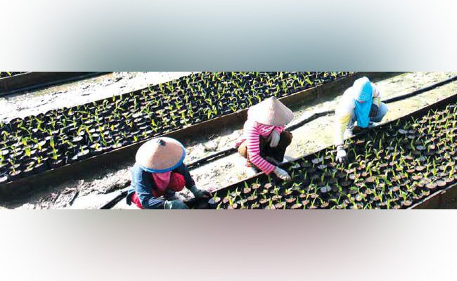 TRANSPARAN & TERLACAK HINGGA KEBUN SAWIT
